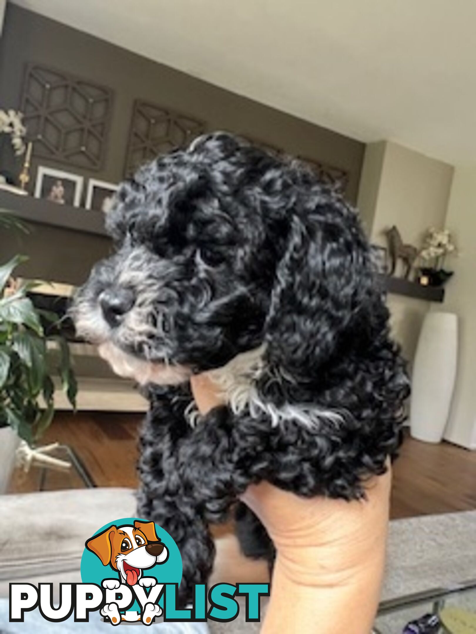 Top Quality Toy Cavoodle Puppies - Rare Colours 100 % DNA CLEAR