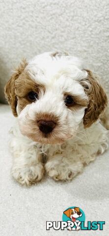 Top Quality Toy Cavoodle Puppies - Rare Colours 100 % DNA CLEAR