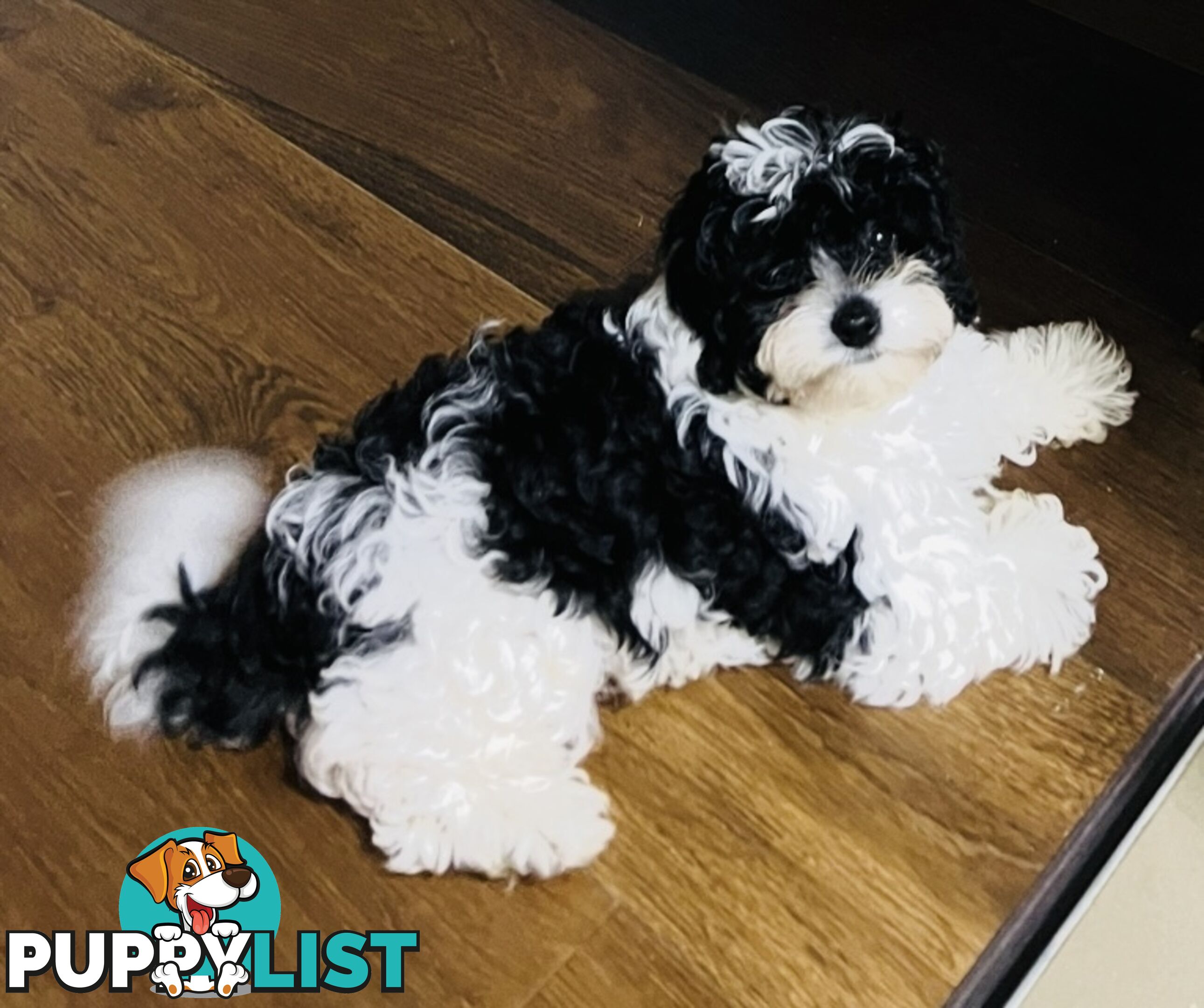 Top Quality Toy Cavoodle Puppies - Rare Colours 100 % DNA CLEAR