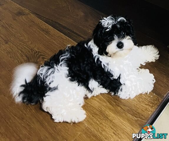 Top Quality Toy Cavoodle Puppies - Rare Colours 100 % DNA CLEAR