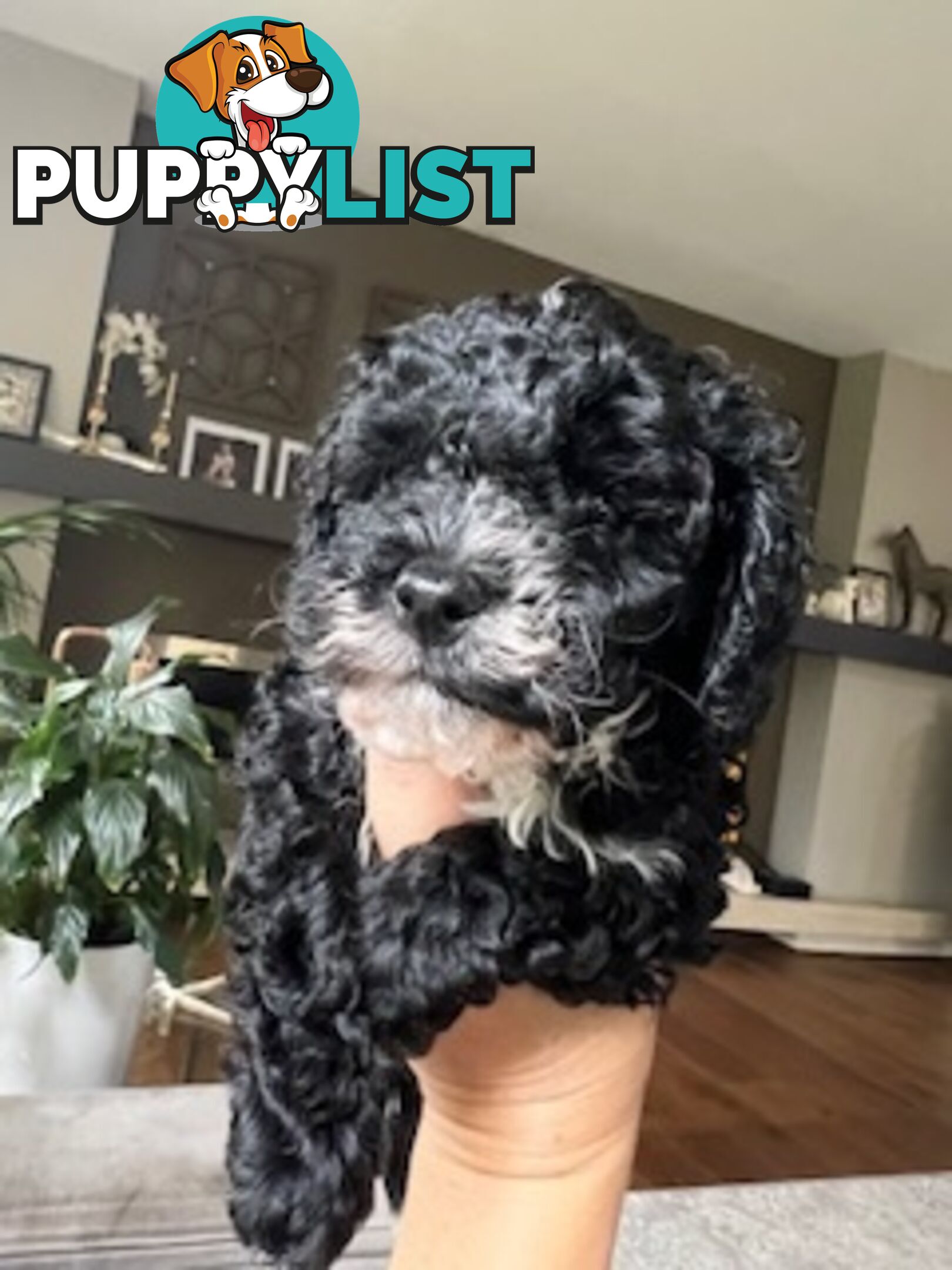 Top Quality Toy Cavoodle Puppies - Rare Colours 100 % DNA CLEAR