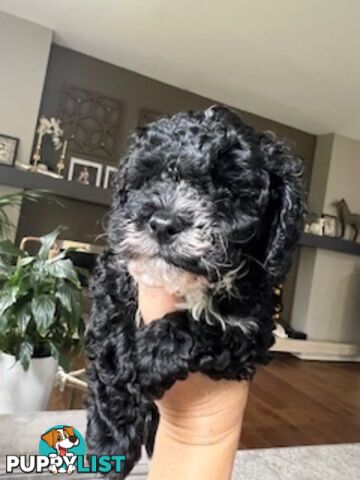 Top Quality Toy Cavoodle Puppies - Rare Colours 100 % DNA CLEAR