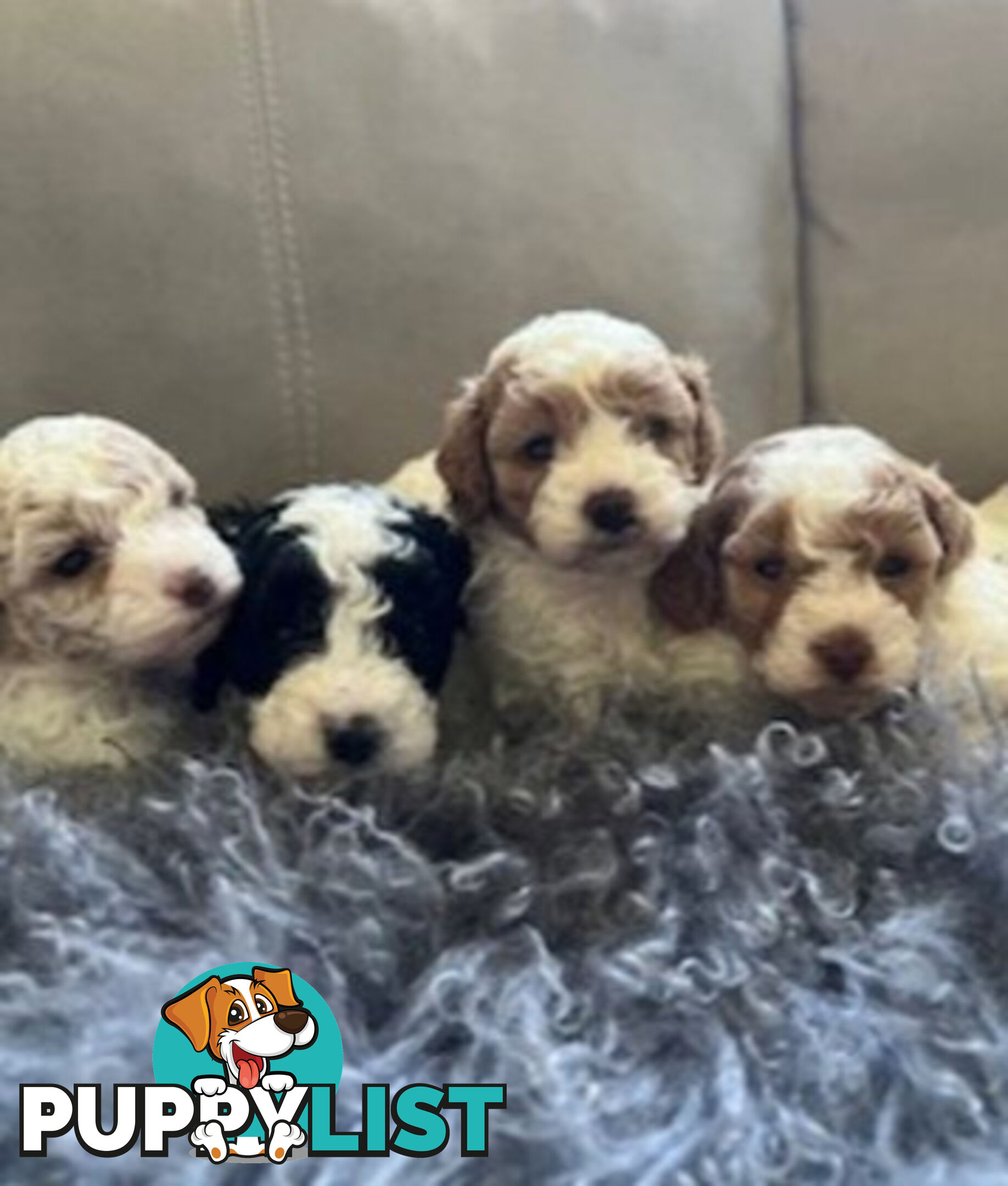 Top Quality Toy Cavoodle Puppies - 100 % DNA CLEAR