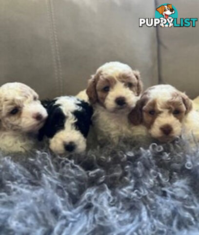 Top Quality Toy Cavoodle Puppies - 100 % DNA CLEAR