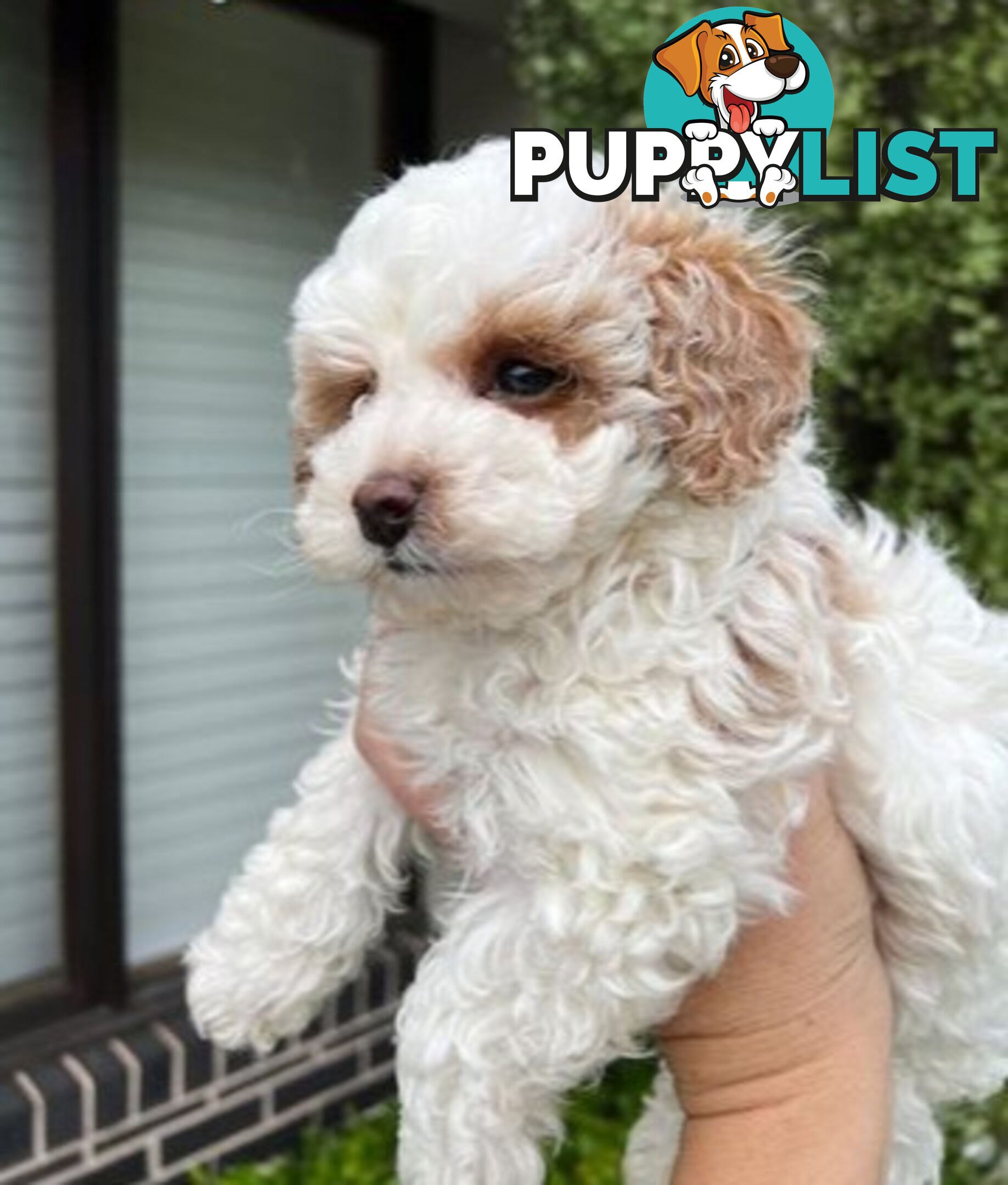 Top Quality Toy Cavoodle Puppies - 100 % DNA CLEAR