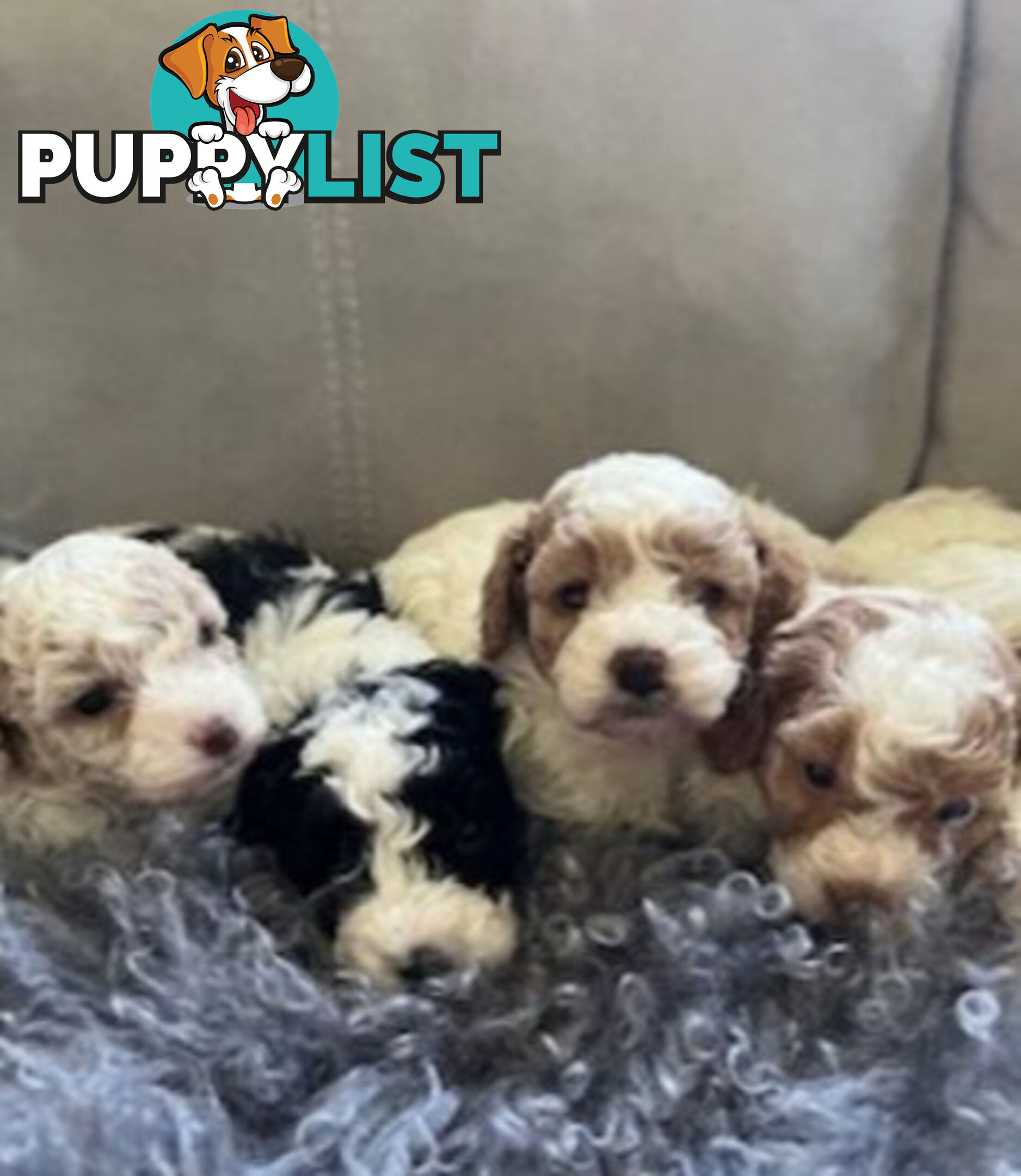 Top Quality Toy Cavoodle Puppies - 100 % DNA CLEAR