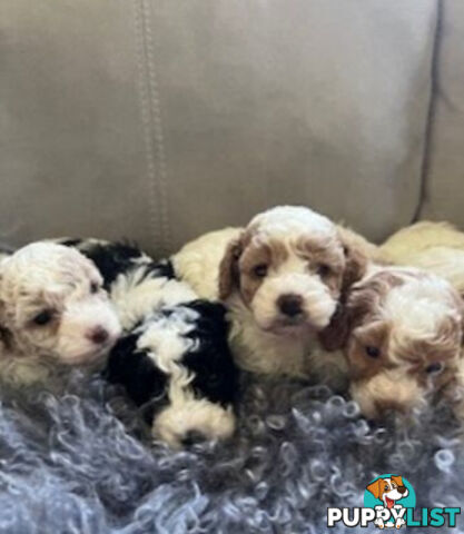 Top Quality Toy Cavoodle Puppies - 100 % DNA CLEAR