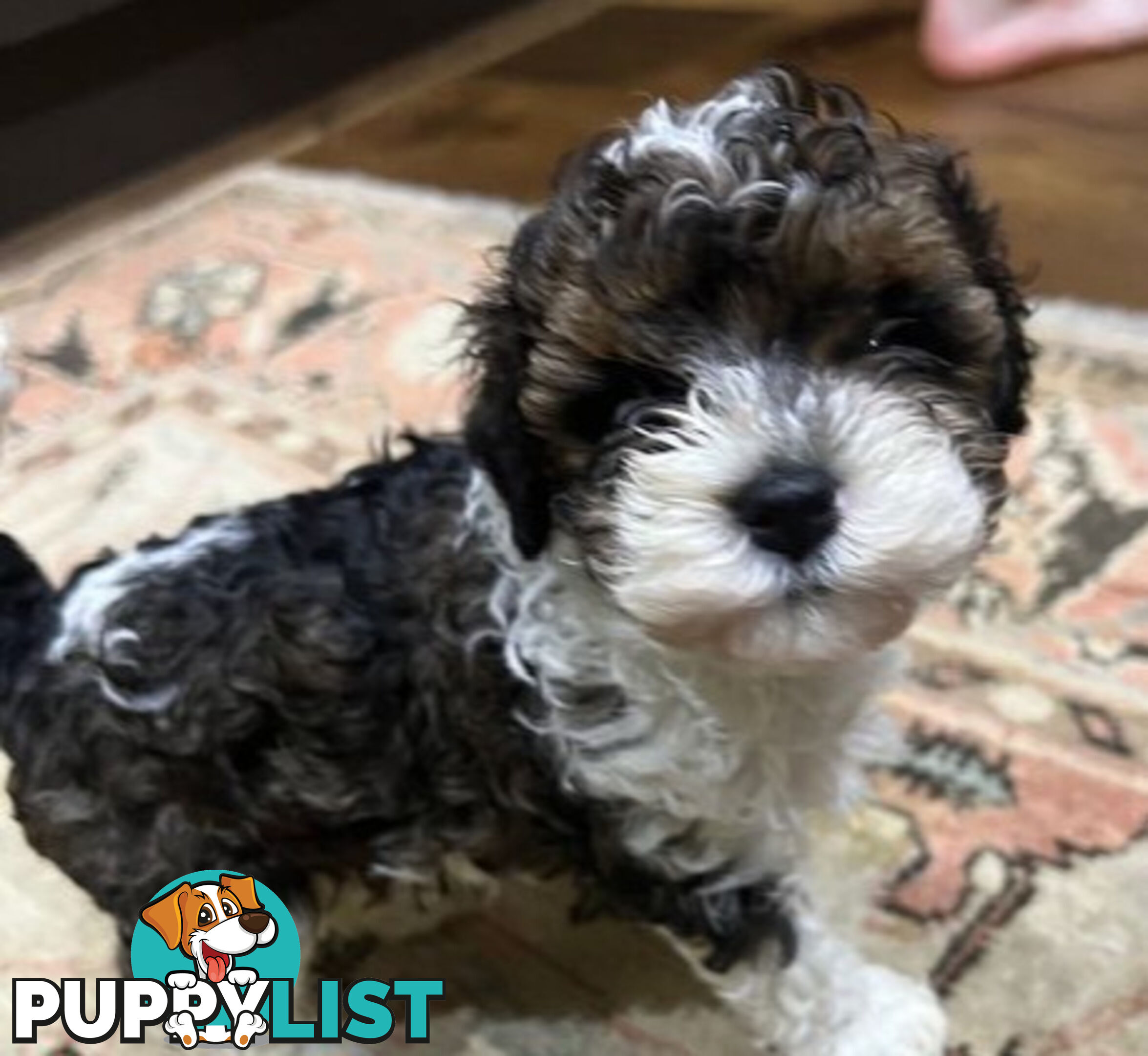 Top Quality Toy Cavoodle Puppies - 100 % DNA CLEAR