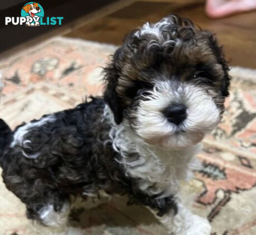 Top Quality Toy Cavoodle Puppies - 100 % DNA CLEAR