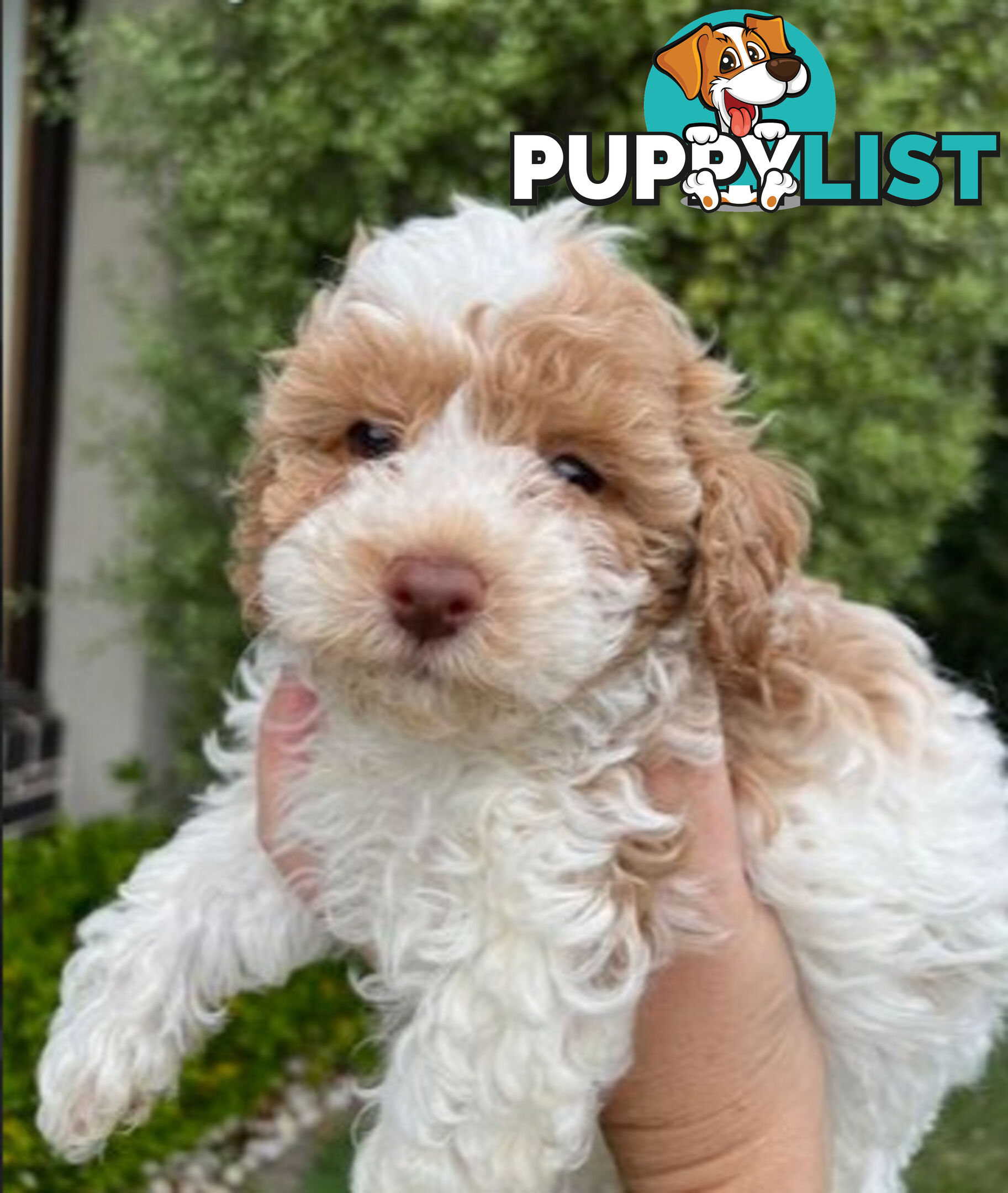 Top Quality Toy Cavoodle Puppies - 100 % DNA CLEAR