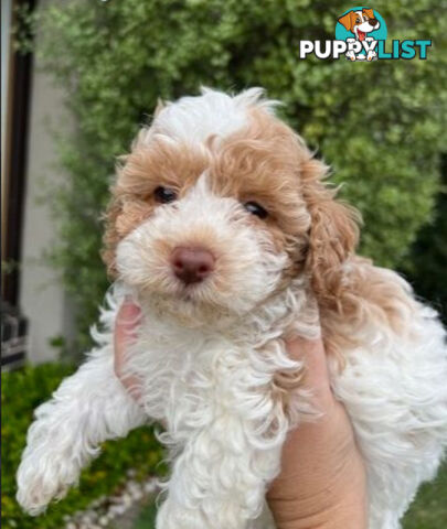 Top Quality Toy Cavoodle Puppies - 100 % DNA CLEAR