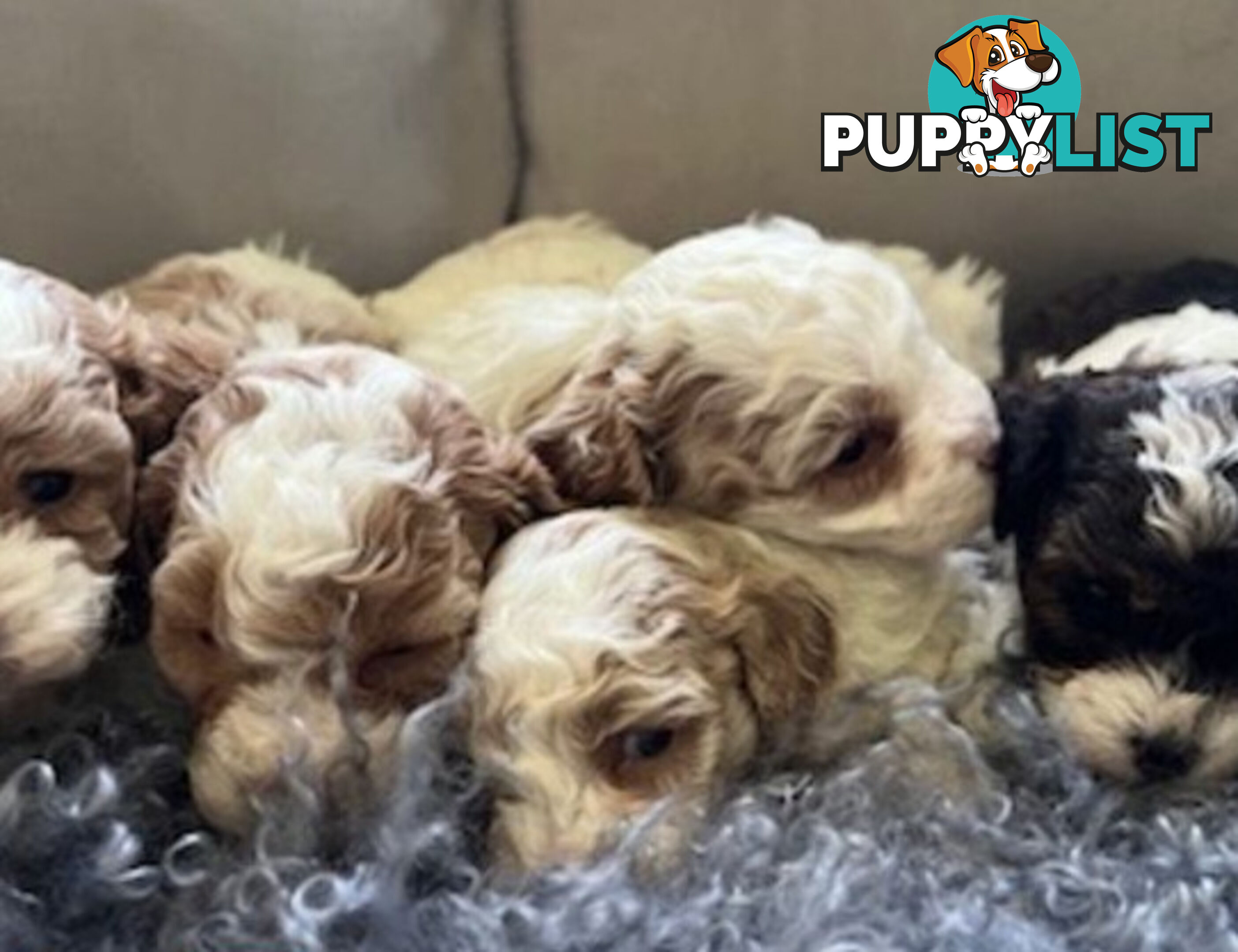 Top Quality Toy Cavoodle Puppies - 100 % DNA CLEAR