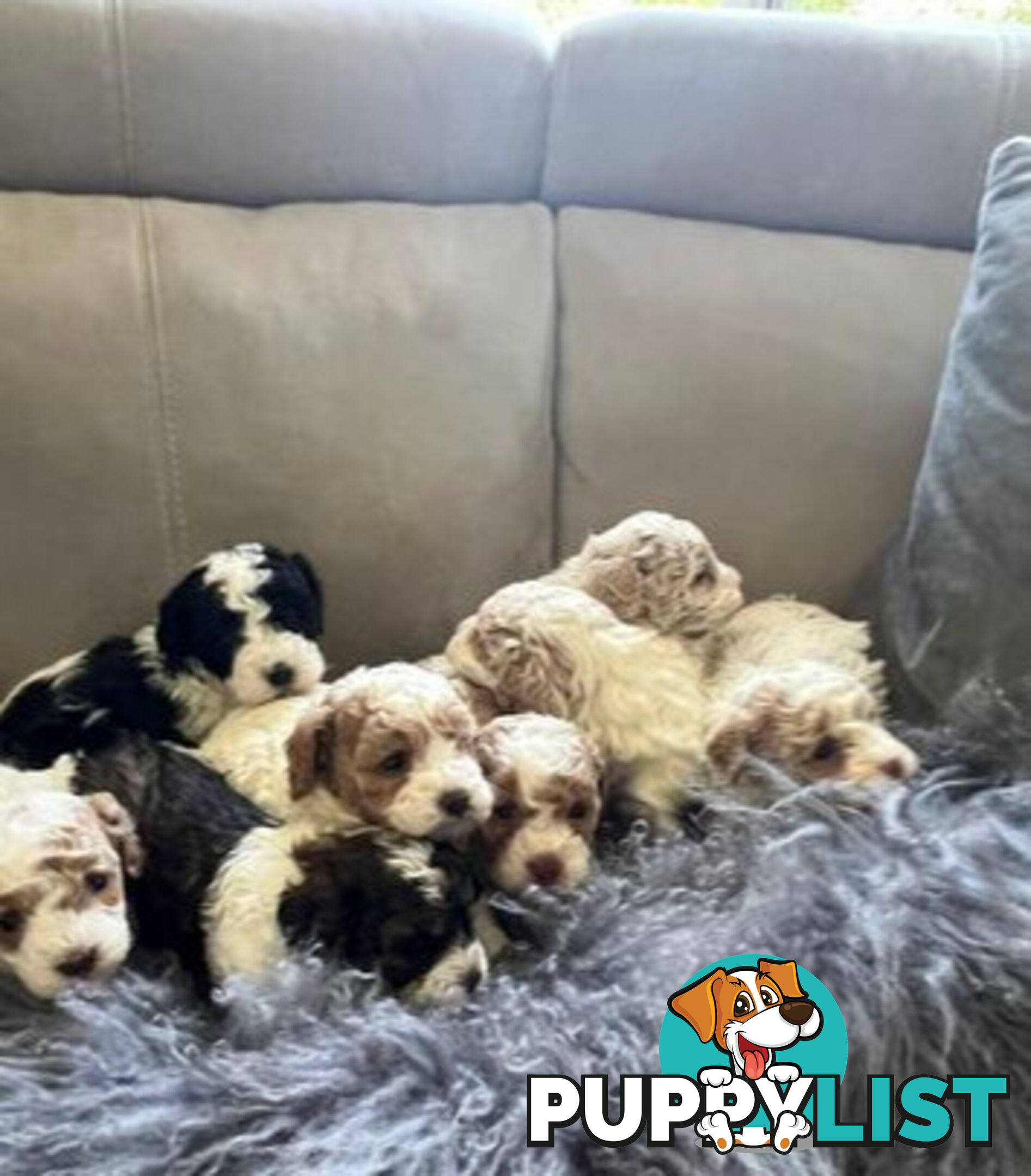 Top Quality Toy Cavoodle Puppies - 100 % DNA CLEAR