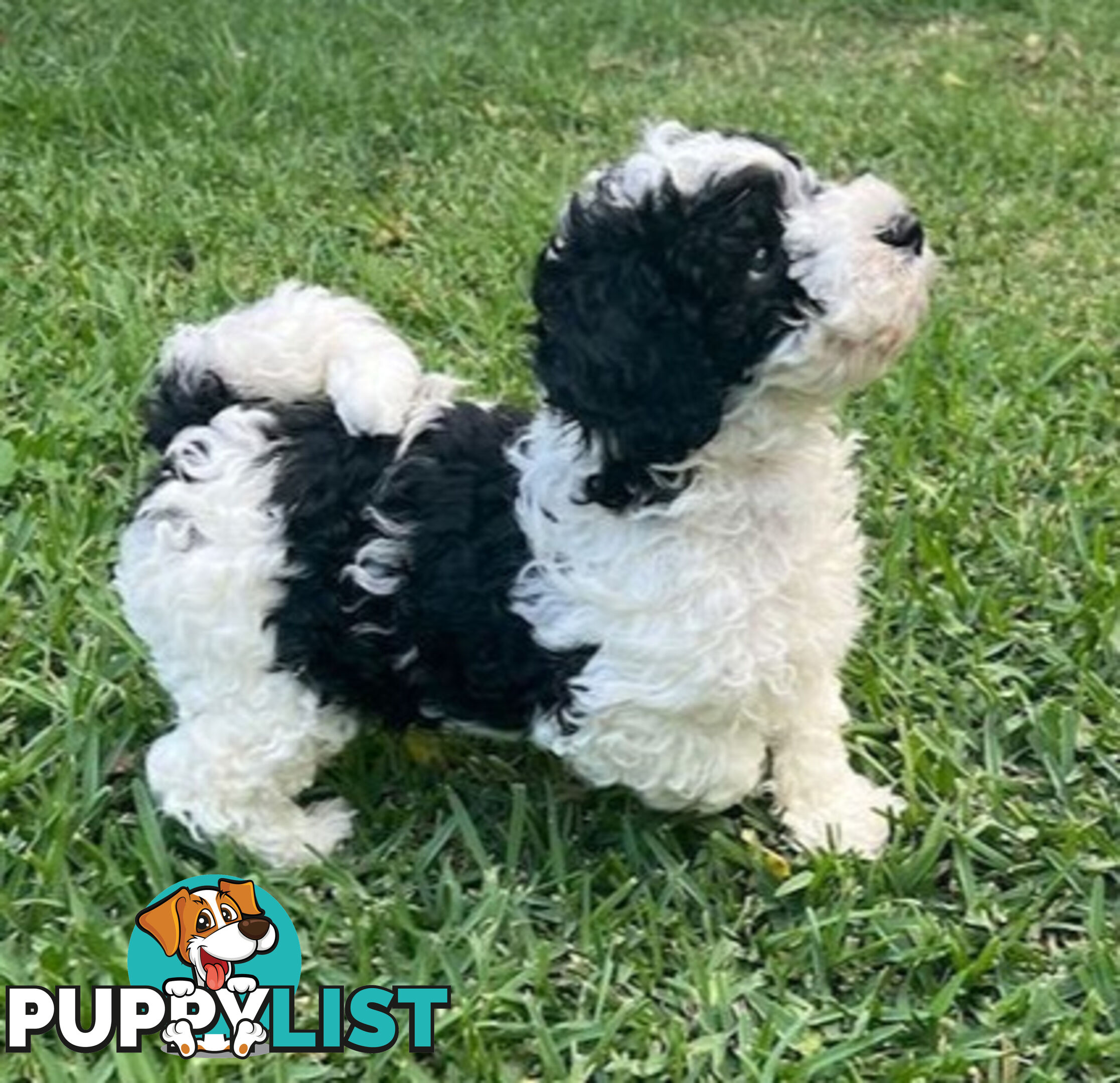 Top Quality Toy Cavoodle Puppies - 100 % DNA CLEAR