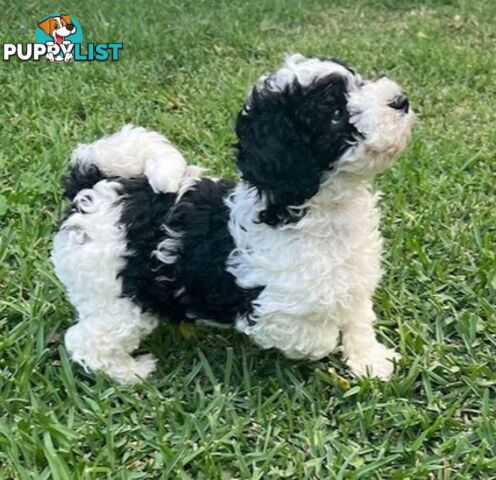 Top Quality Toy Cavoodle Puppies - 100 % DNA CLEAR