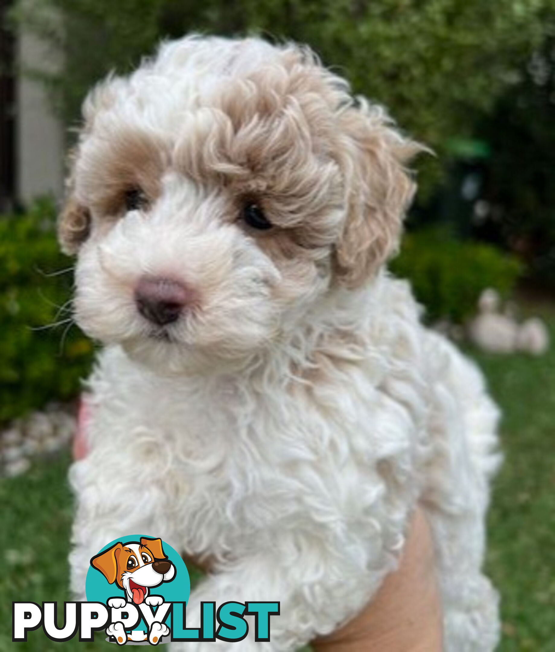 Top Quality Toy Cavoodle Puppies - 100 % DNA CLEAR