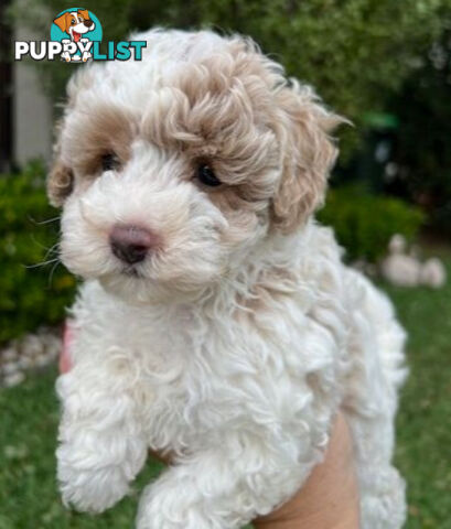 Top Quality Toy Cavoodle Puppies - 100 % DNA CLEAR