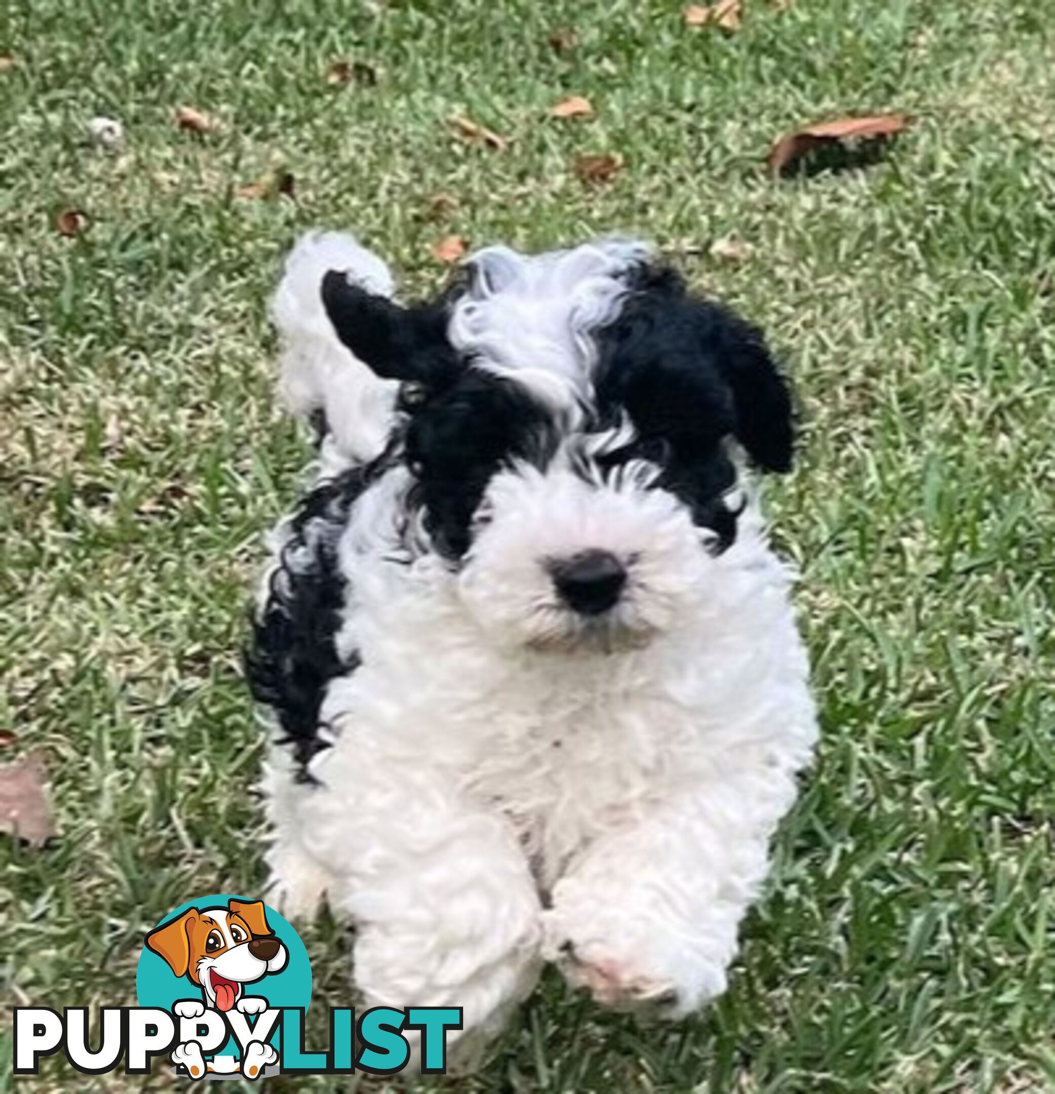 Top Quality Toy Cavoodle Puppies - 100 % DNA CLEAR