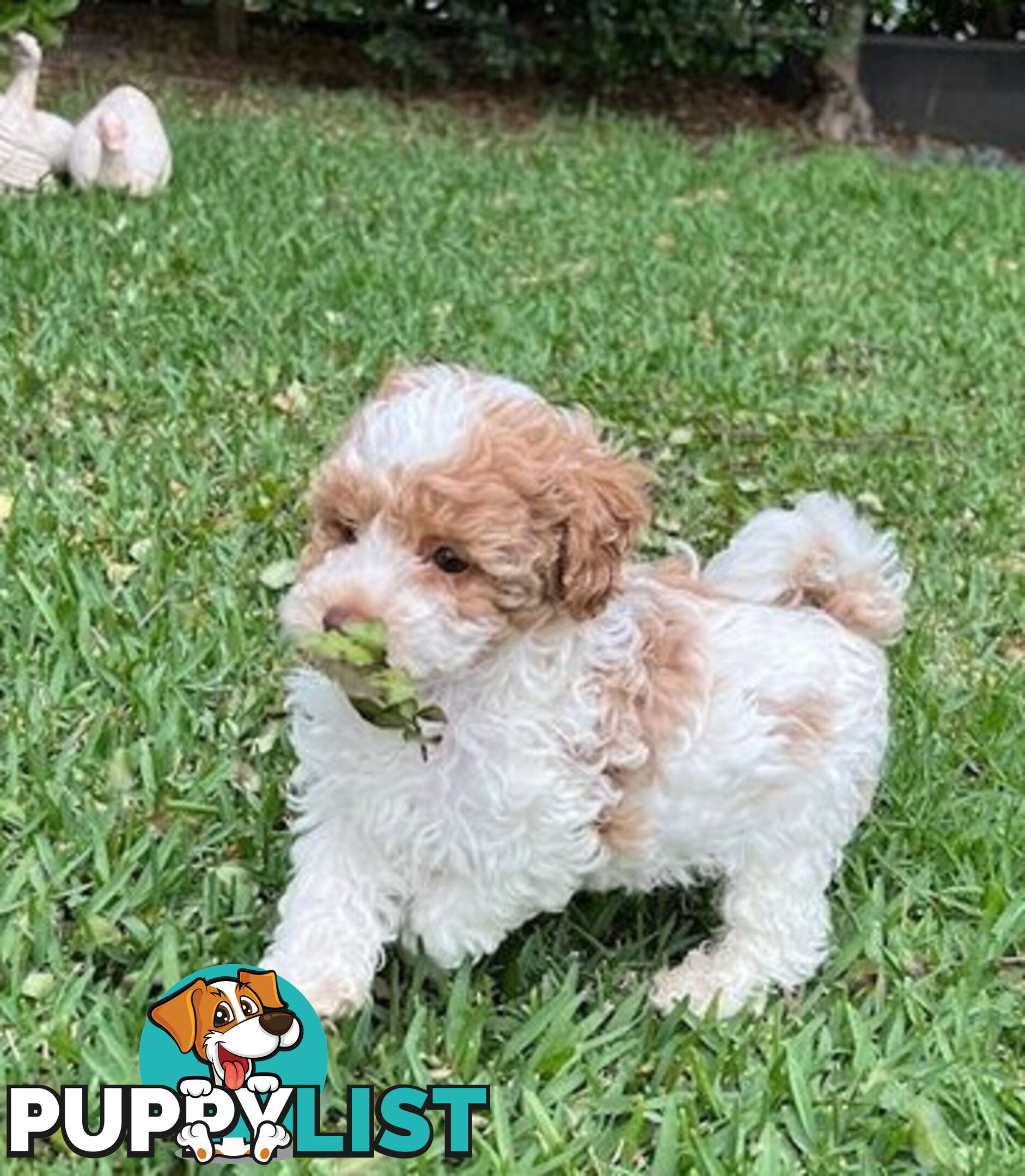 Top Quality Toy Cavoodle Puppies - 100 % DNA CLEAR