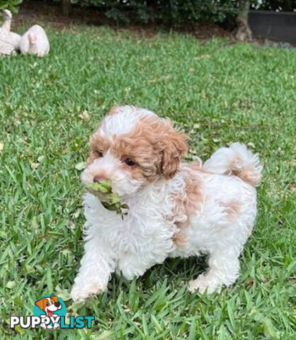 Top Quality Toy Cavoodle Puppies - 100 % DNA CLEAR