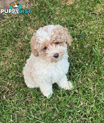 Top Quality Toy Cavoodle Puppies - 100 % DNA CLEAR