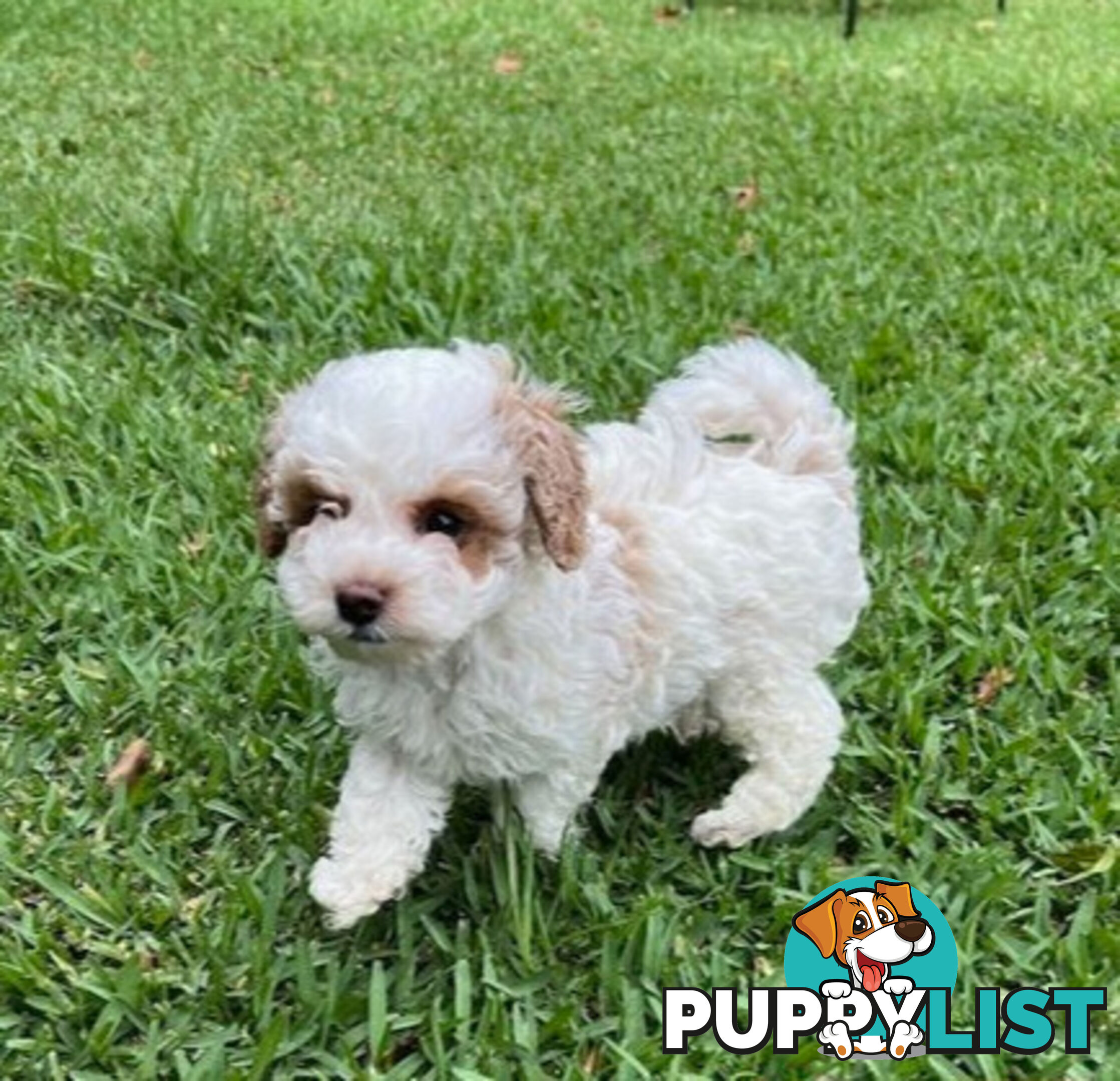 Top Quality Toy Cavoodle Puppies - 100 % DNA CLEAR