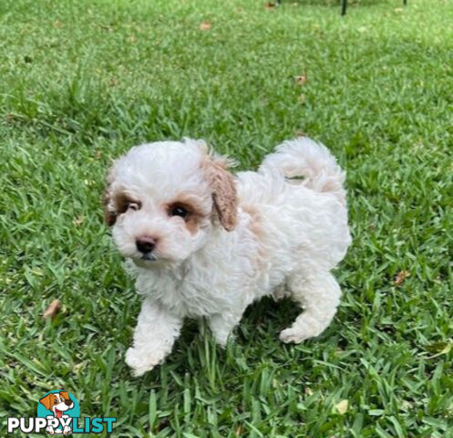 Top Quality Toy Cavoodle Puppies - 100 % DNA CLEAR