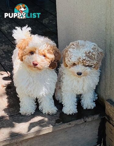 Top Quality Toy Cavoodle Puppies - 100 % DNA CLEAR