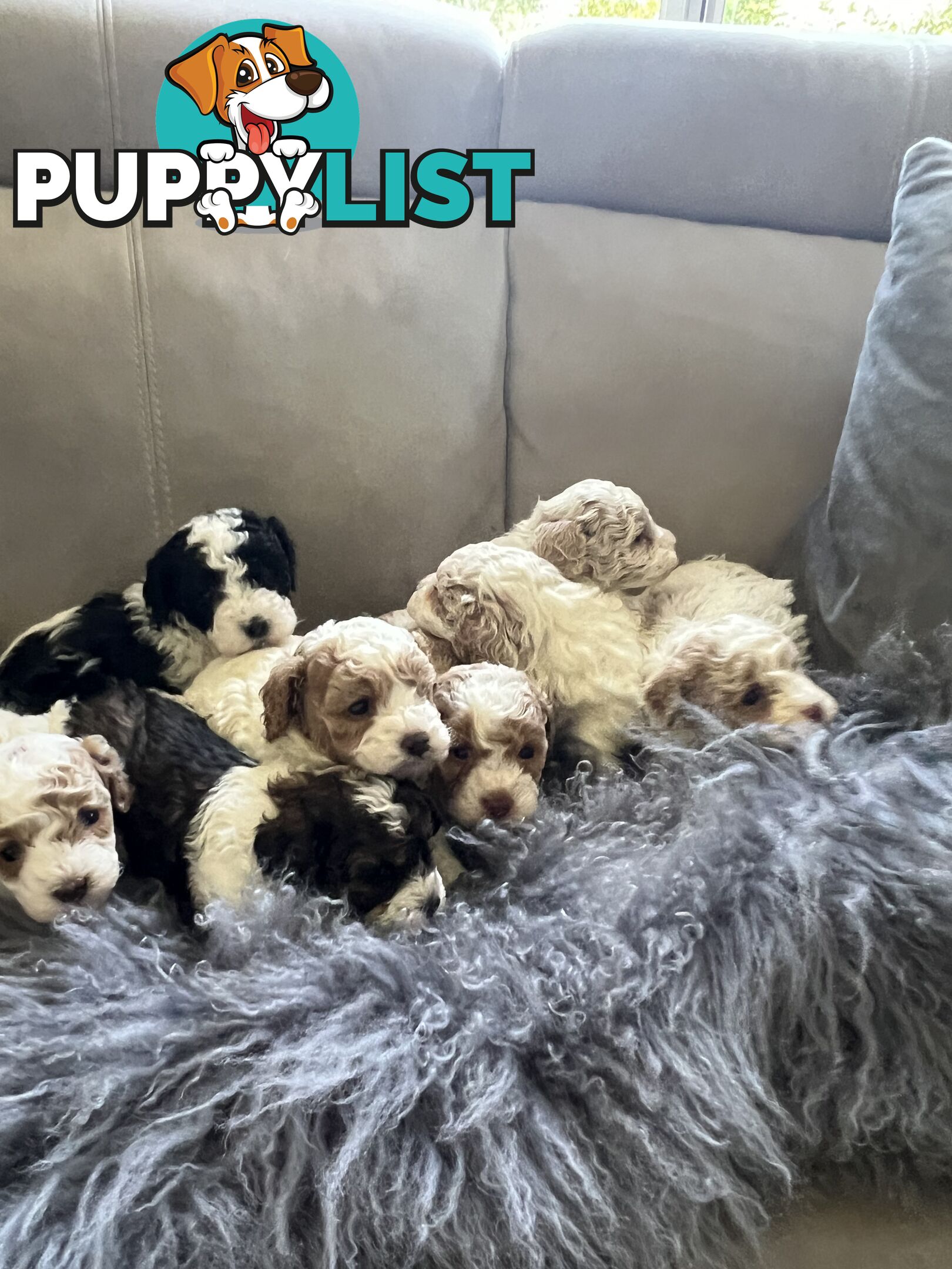 Top Quality Toy Cavoodle Puppies - 100 % DNA CLEAR