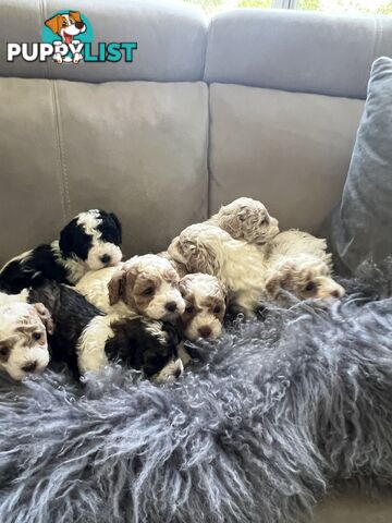 Top Quality Toy Cavoodle Puppies - 100 % DNA CLEAR