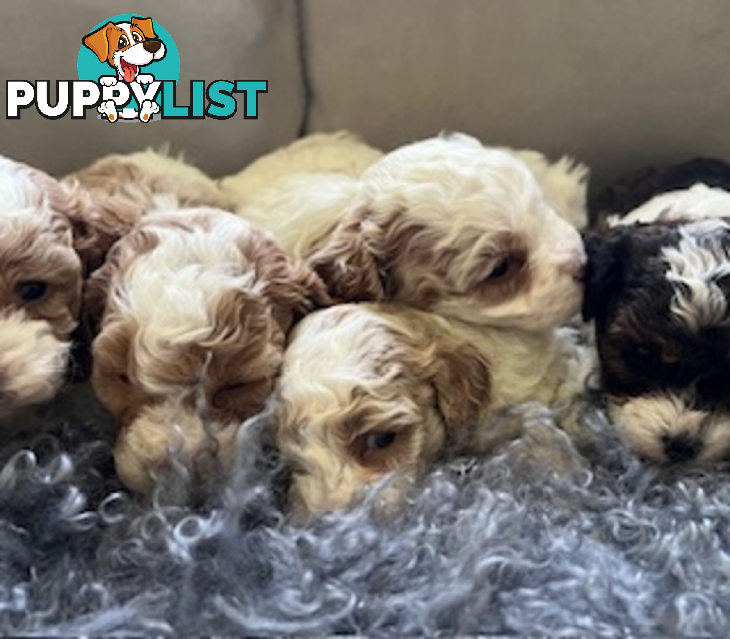 Top Quality Toy Cavoodle Puppies - 100 % DNA CLEAR