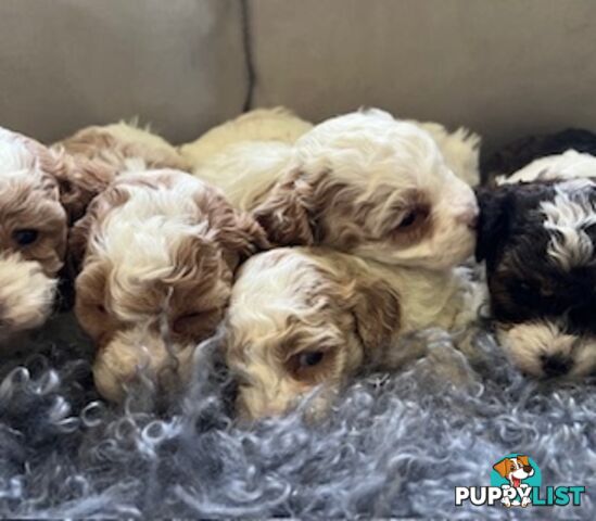 Top Quality Toy Cavoodle Puppies - 100 % DNA CLEAR