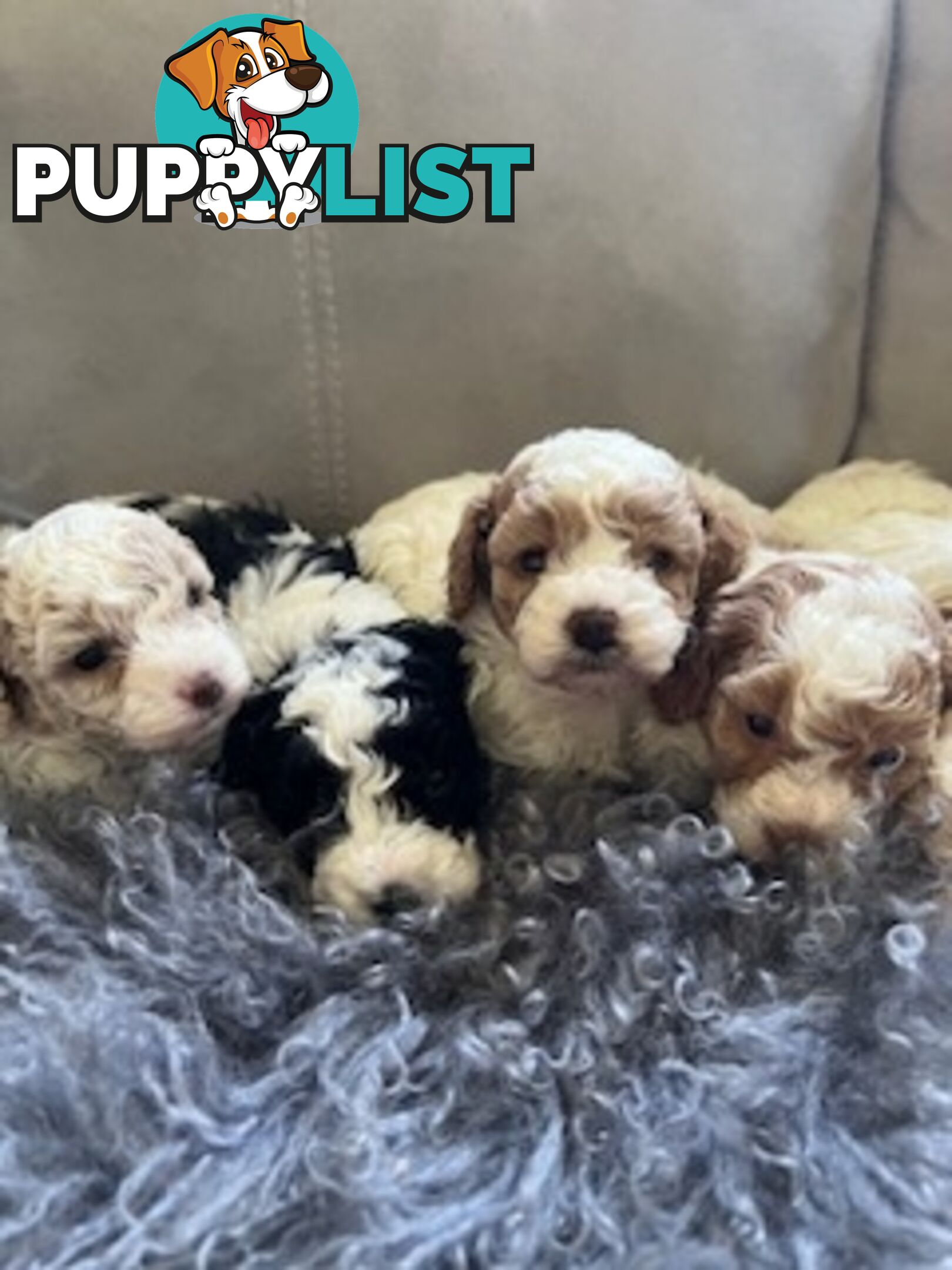 Top Quality Toy Cavoodle Puppies - 100 % DNA CLEAR