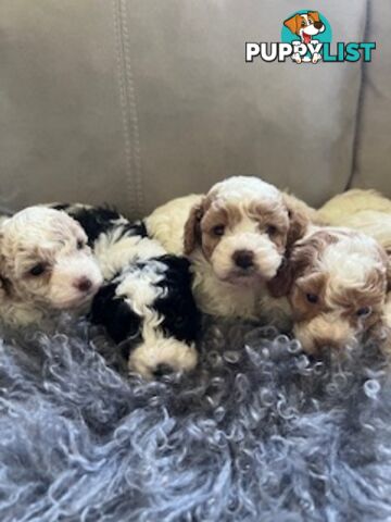 Top Quality Toy Cavoodle Puppies - 100 % DNA CLEAR