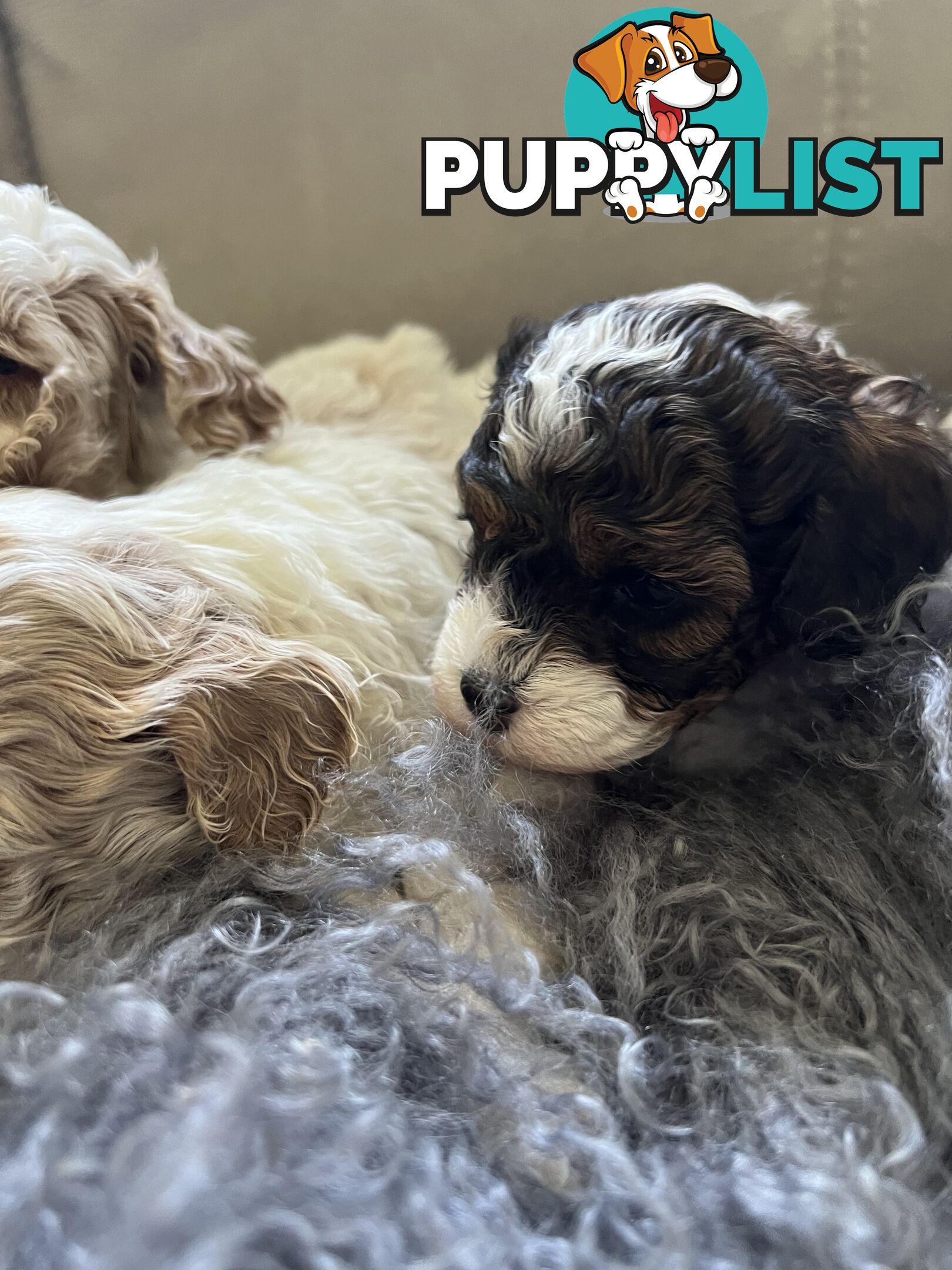 Top Quality Toy Cavoodle Puppies - 100 % DNA CLEAR