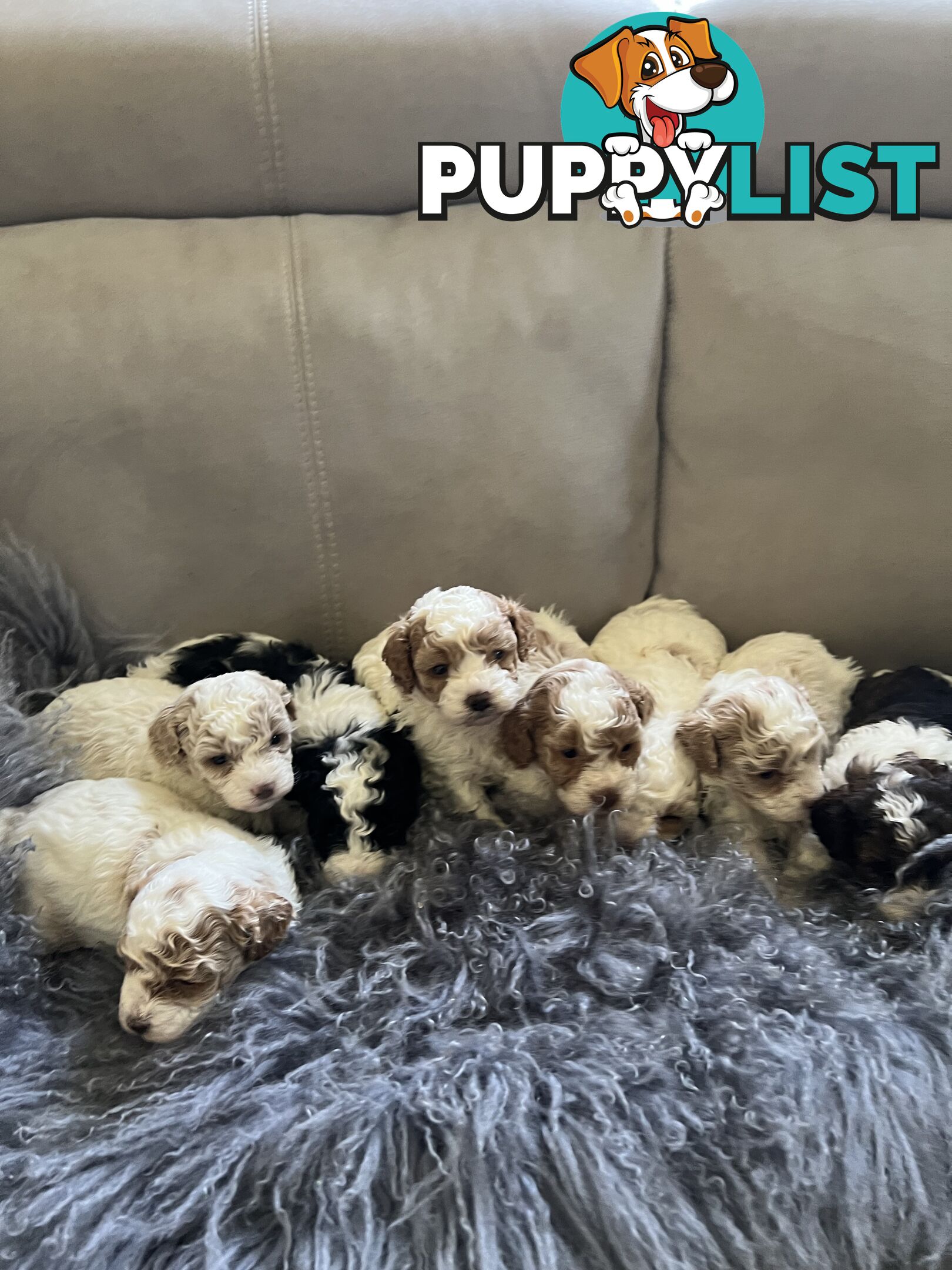 Top Quality Toy Cavoodle Puppies - 100 % DNA CLEAR