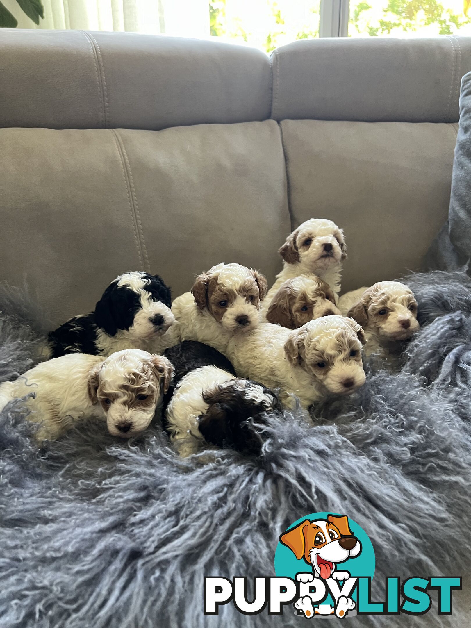 Top Quality Toy Cavoodle Puppies - 100 % DNA CLEAR