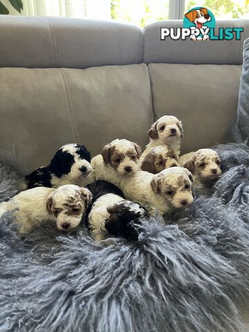 Top Quality Toy Cavoodle Puppies - 100 % DNA CLEAR