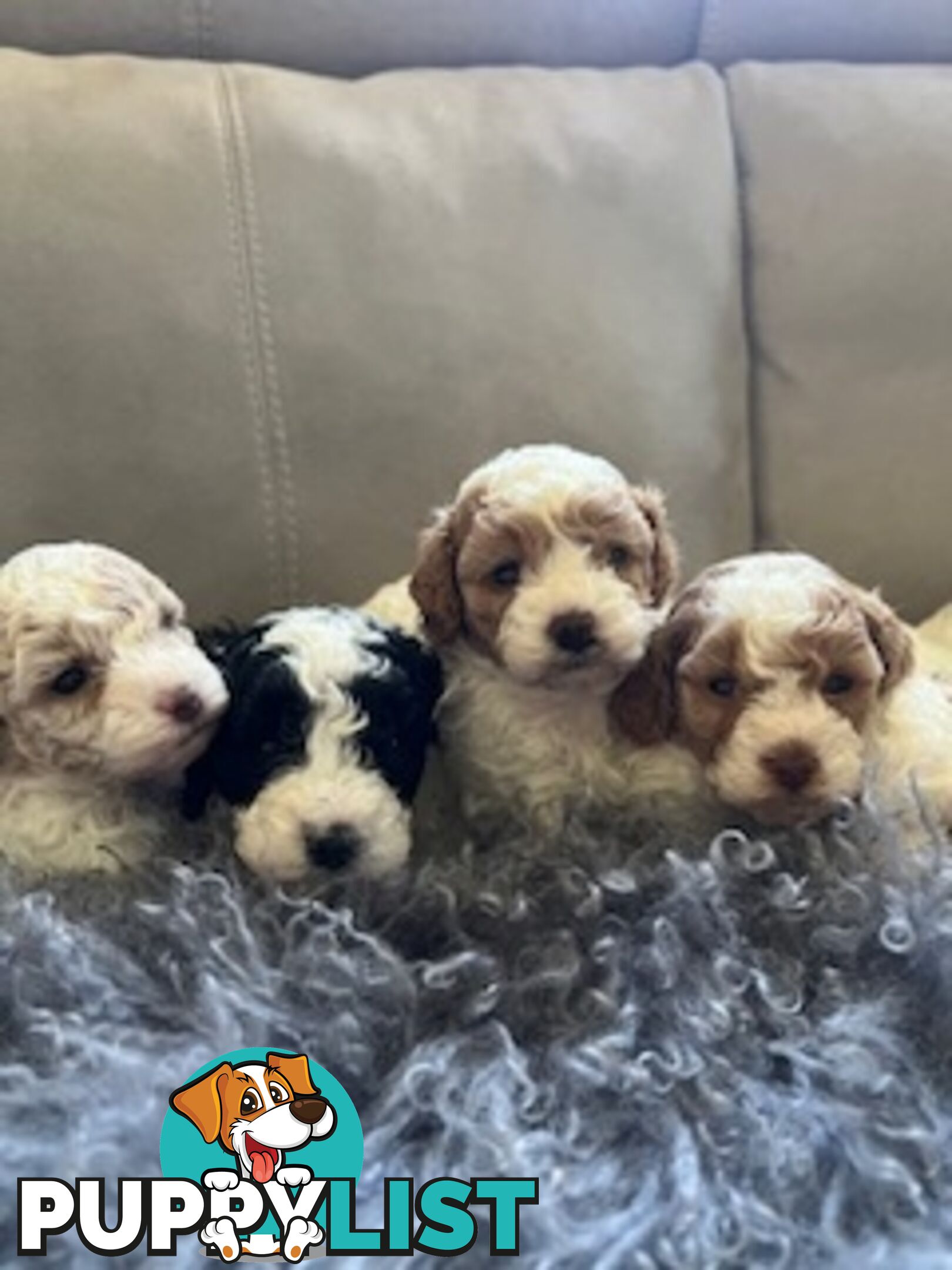 Top Quality Toy Cavoodle Puppies - 100 % DNA CLEAR