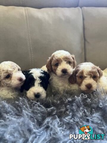 Top Quality Toy Cavoodle Puppies - 100 % DNA CLEAR