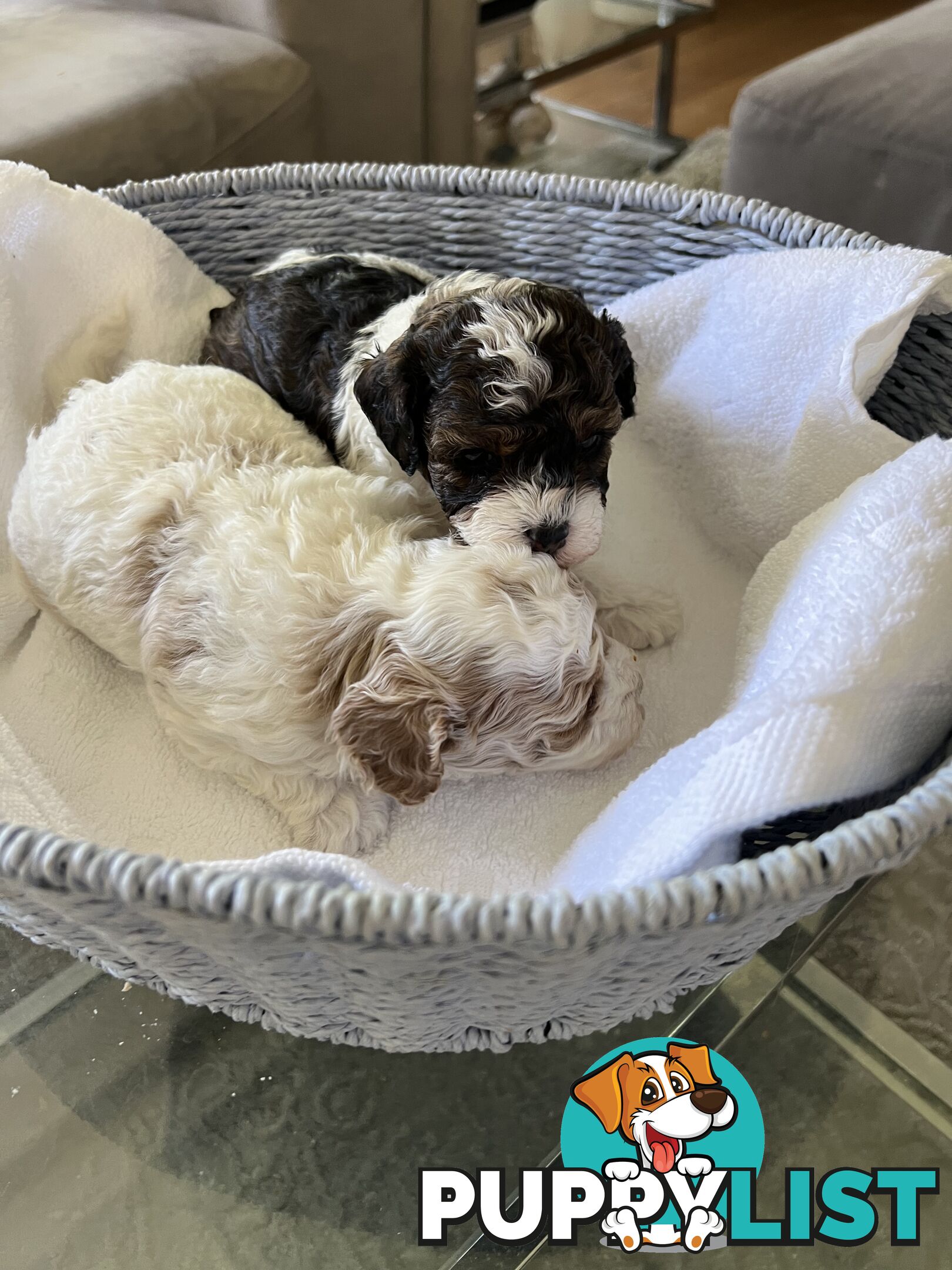 Top Quality Toy Cavoodle Puppies - 100 % DNA CLEAR