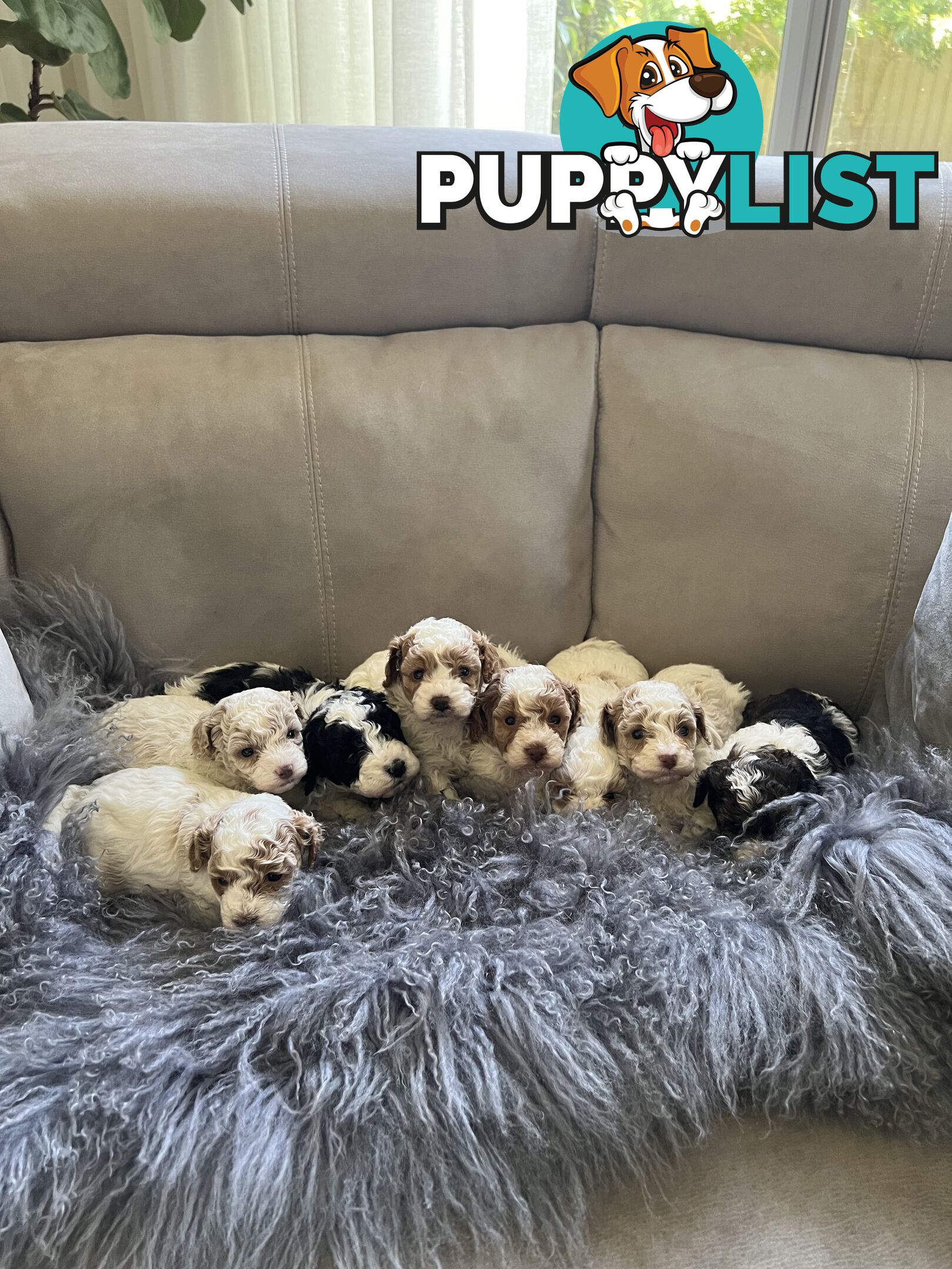 Top Quality Toy Cavoodle Puppies - 100 % DNA CLEAR