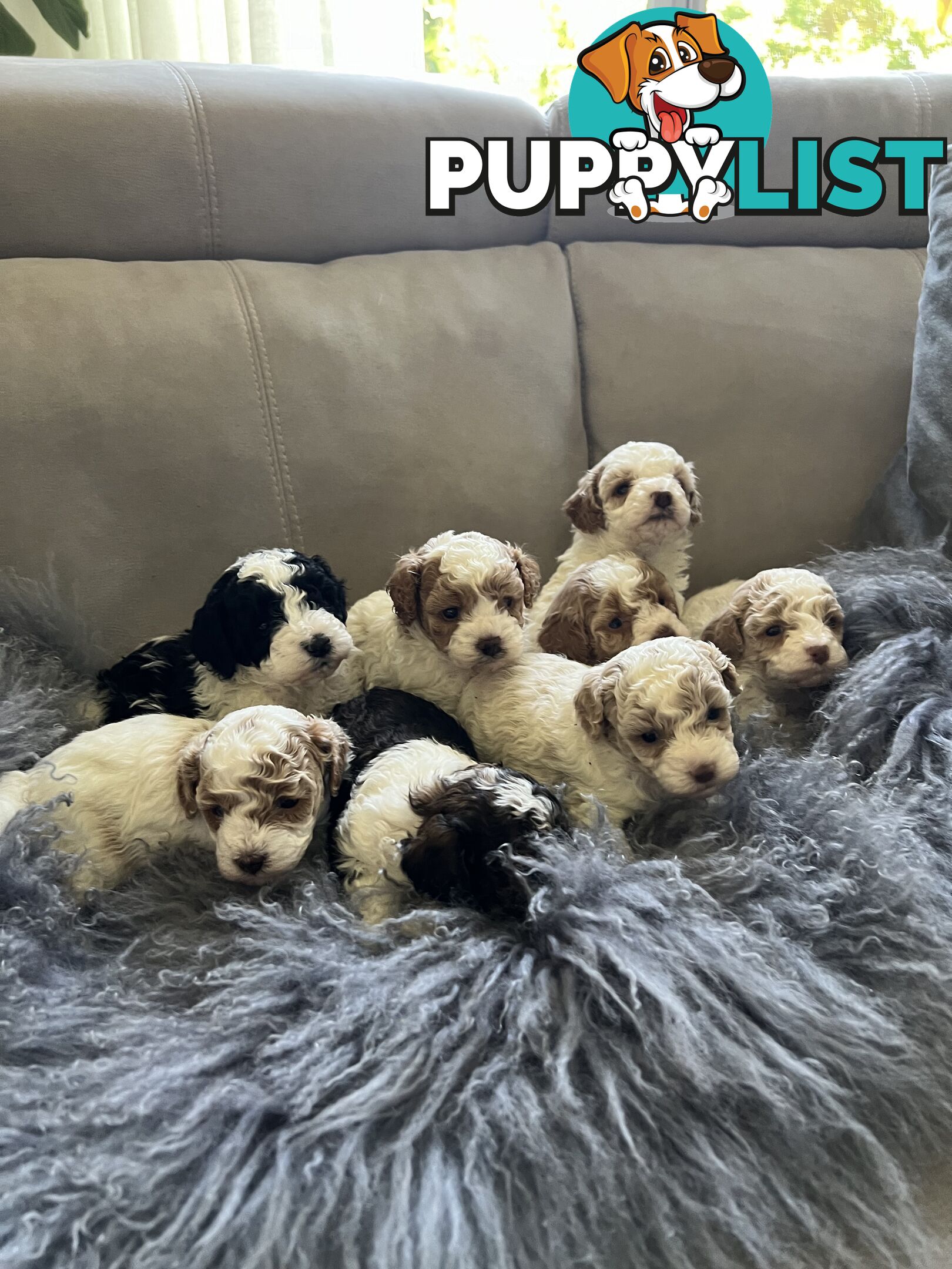 Top Quality Toy Cavoodle Puppies - 100 % DNA CLEAR