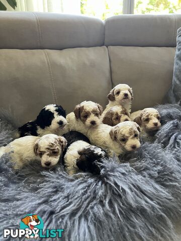 Top Quality Toy Cavoodle Puppies - 100 % DNA CLEAR