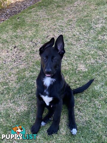 German shepherd puppy