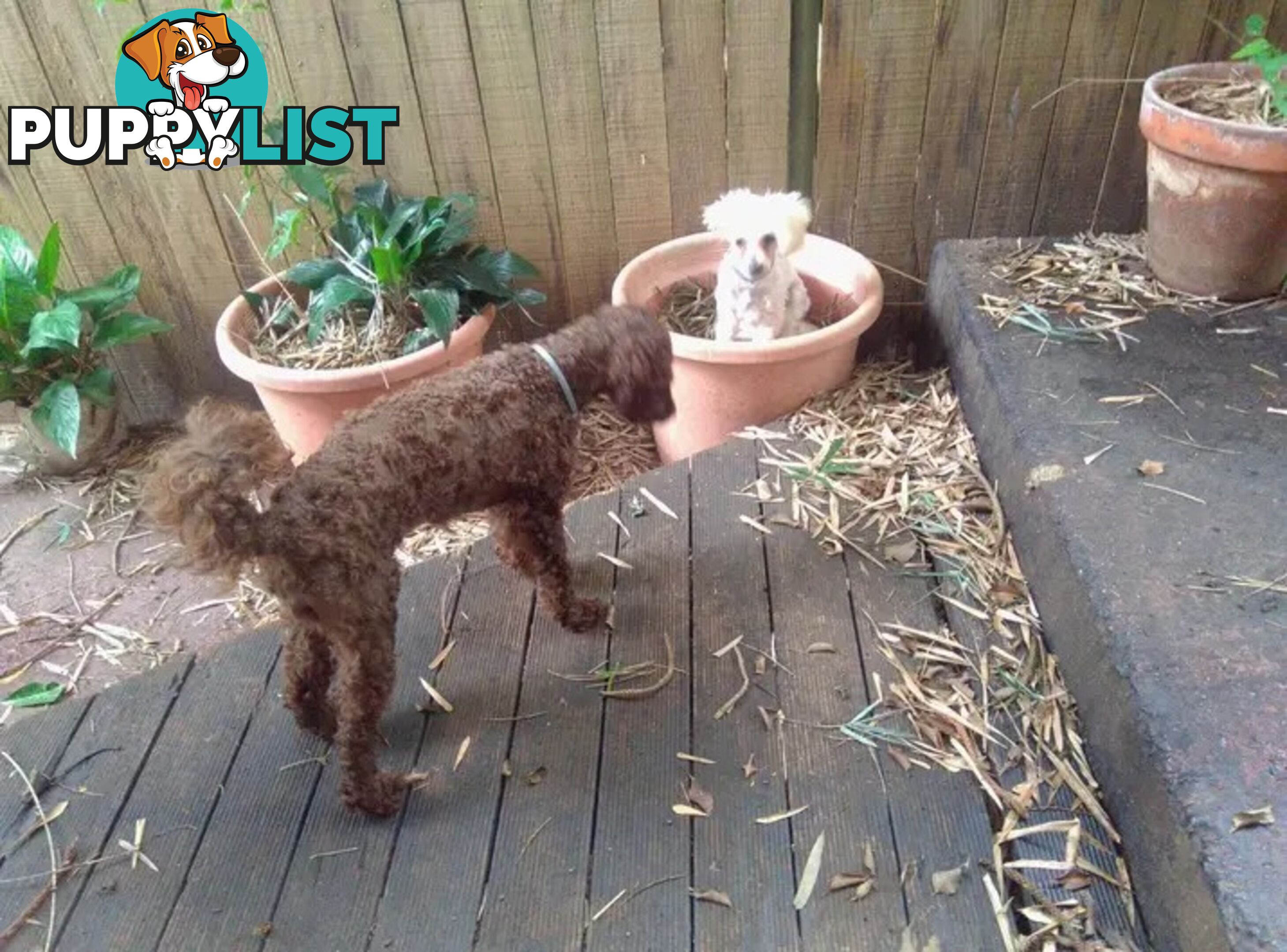 Tiny White Toy Poodle Stud Service Available
