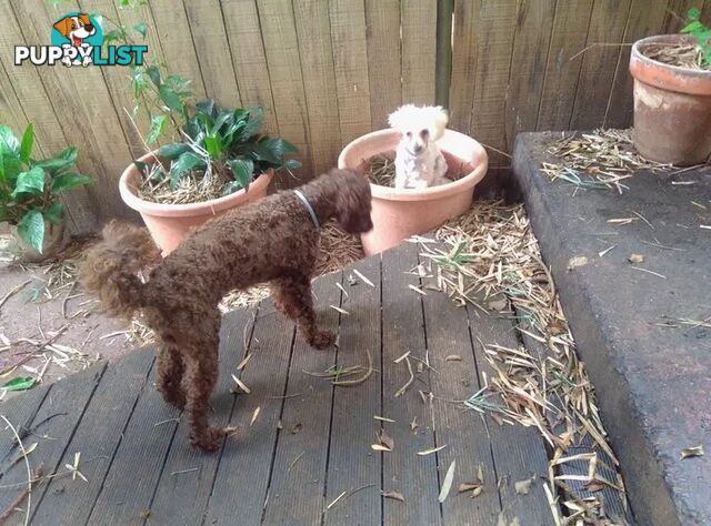 Tiny White Toy Poodle Stud Service Available