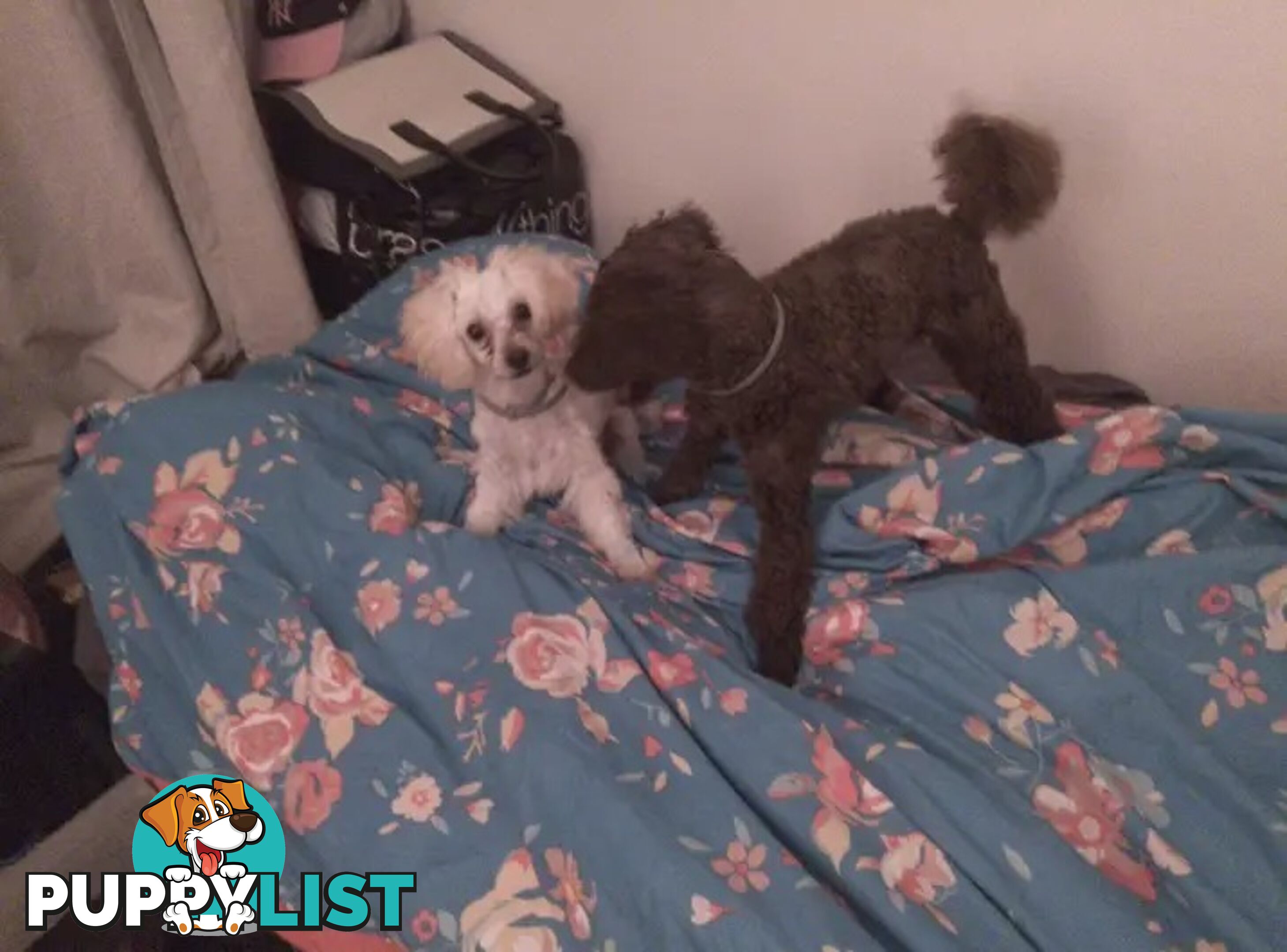 Tiny White Toy Poodle Stud Service Available