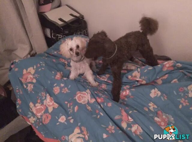 Tiny White Toy Poodle Stud Service Available
