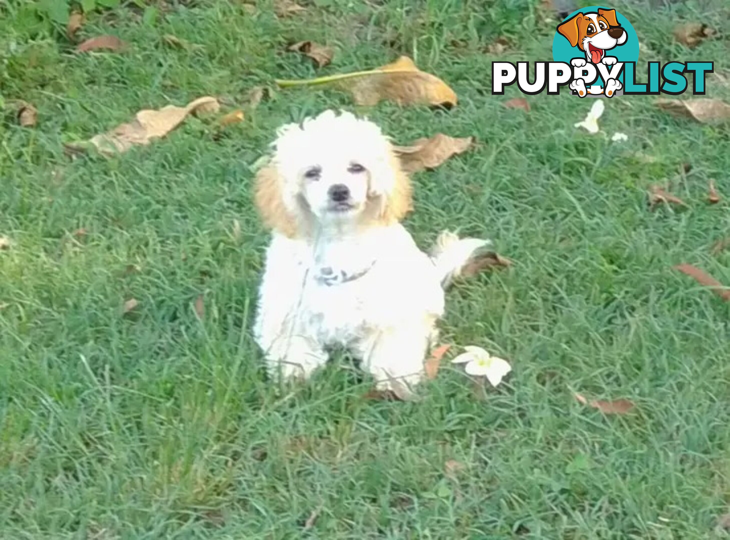 Tiny White Toy Poodle Stud Service Available